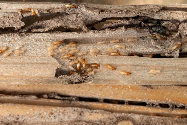 Best Mosquito Control Services  in West Laurel, MD